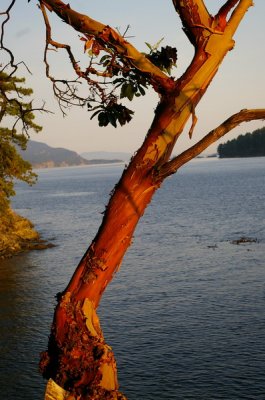 Arbutus in the sunset