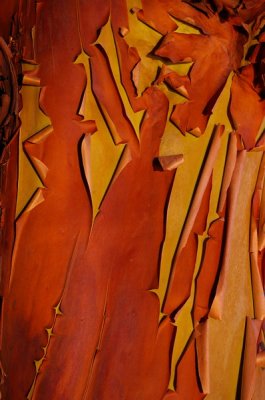Mayne Island arbutus bark