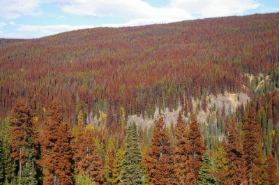 Mountain pine beetle devastation in Tweedsmuir Park