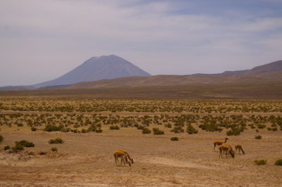 Vicunas on the altiplano at 4000m elevation