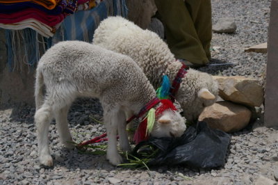 Baby llamas