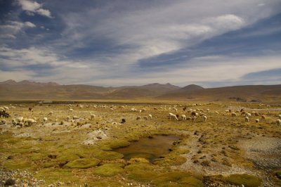 Llamas and sheep on the altiplano