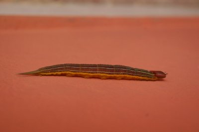 Interesting caterpillar nearby