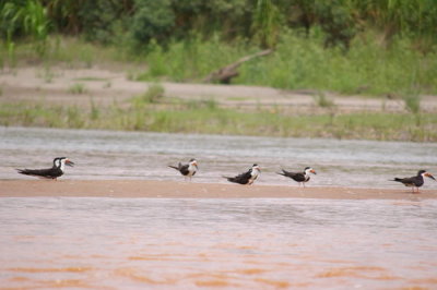 Some black skimmers on a sandbar