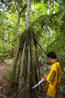 Erwin, our guide, shows us a palm tree with high roots to withstand flooding