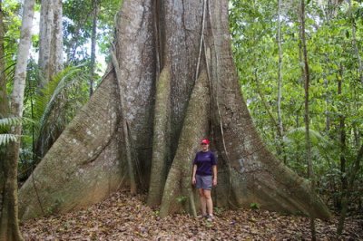 Allison under a huge mapajo tree