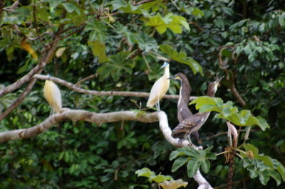 A couple of types of herons - the capped heron (left) and tiger-heron (right)