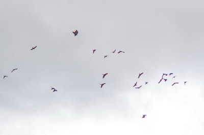 A flock of scarlet macaws... about 27 I counted