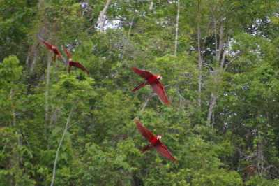 Noisy macaws fly by