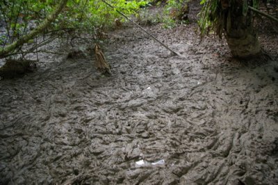 Mud where dozens of pecaries (wild pigs) rooted for food