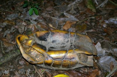Our guide found a turtle rustling around in the bush