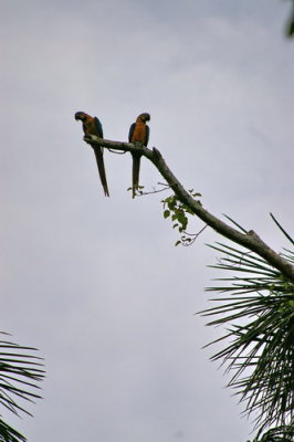 Blue and yellow macaws