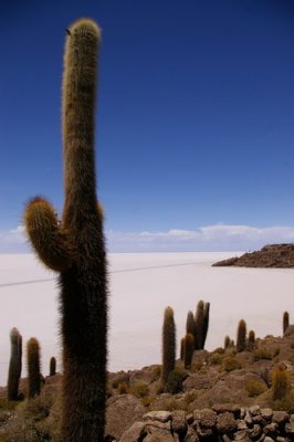 Isla de los Pescadores (Salar de Uyuni)