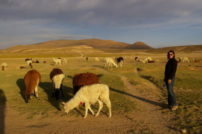 Hanging with the llamas