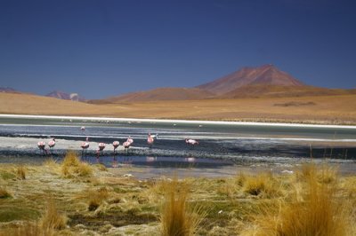 A lagoon with the rare James flamingo