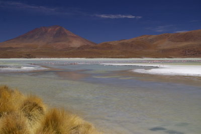 View of the different coloured algae