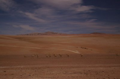 A herd of vicunas in the desolate terrain