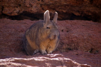 A lazy-looking vizcacha (related to the chinchilla)