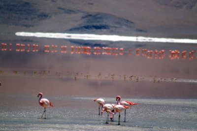 More flamingo magic