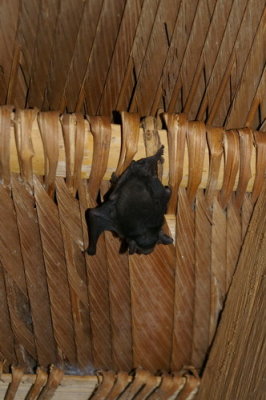 A bat shares our camp