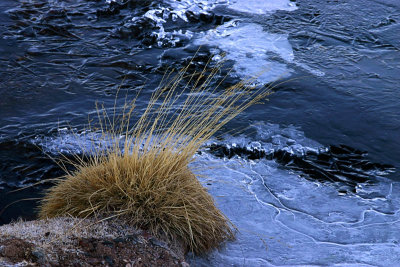 Frosty morning