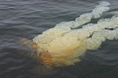 Pan de Azúcar 15
