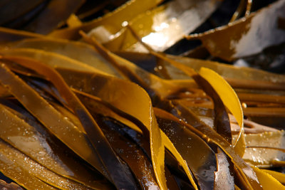 Pan de Azúcar 27