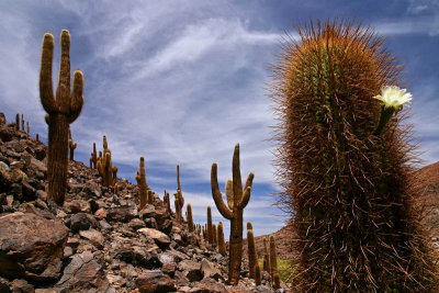 Valley of the Cactii 1