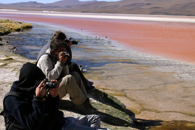 Bolivia - Laguna Colorada Paparazzi