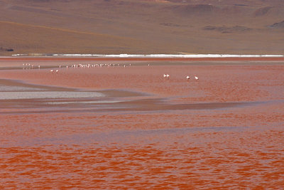 Bolivia - Laguna Colorada 1