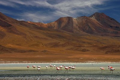 Bolivia - More Flamingos 1