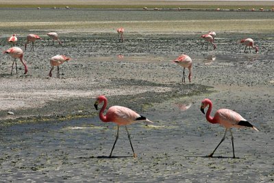 Bolivia - More Flamingos 2