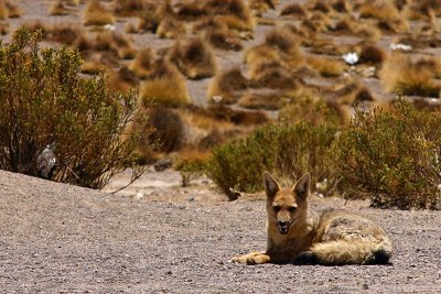 Bolivia - Andean Fox 2
