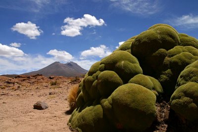 Bolivia - Giant Llareta 1