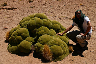 Bolivia - Giant Llareta 2