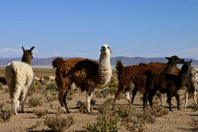 Bolivia - Llamas