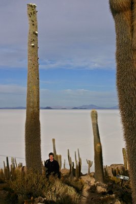 Bolivia - Isla Incahuasi, giant cactii!