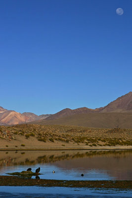 Moon over Playa Parinacota