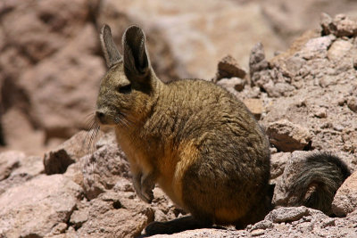 Vizcacha 3