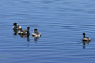 Lago Chungar - some kind of Grebe?