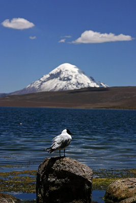 Lago Chungar, gull and Volcn Sajama 1