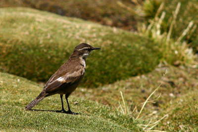 Chungar - some small bird