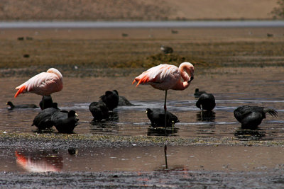 Lago Chungar - Flamingos and Coots