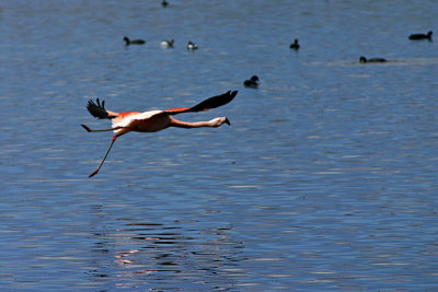 Lago Chungar - Flying Flamingo