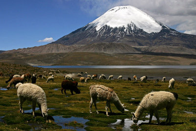 Lago Chungar, Alpacas and Parinacota