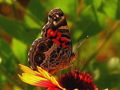 4-26-2005 Butterfly on Firewheel.JPG