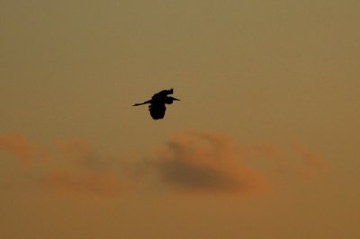 10-2005  Heron Silhouette.JPG