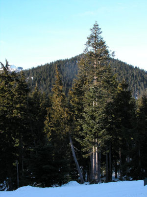 Grouse Mountain Trees 2.jpg