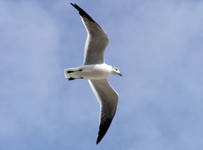 Solo Gull.jpg