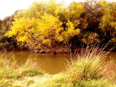 Fall Along Salado Creek 3.jpg